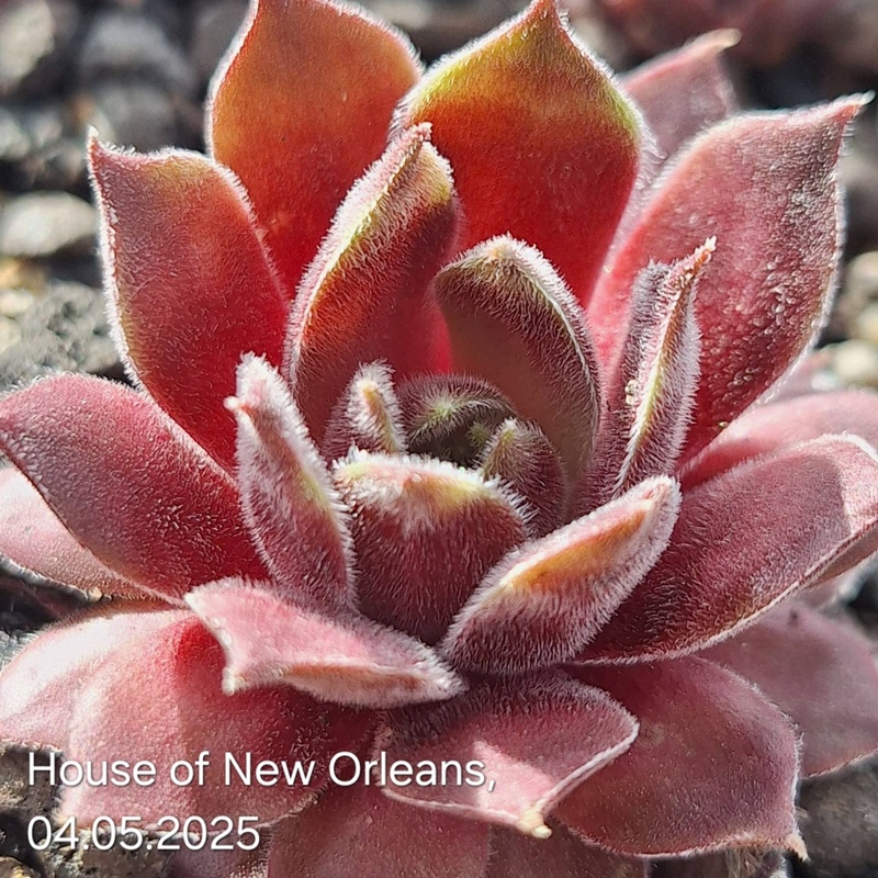 House Of New Orleans (NNG25)