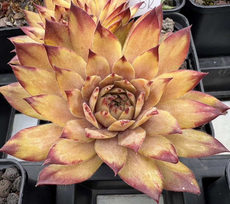 SR Kenya Gold (NNG)