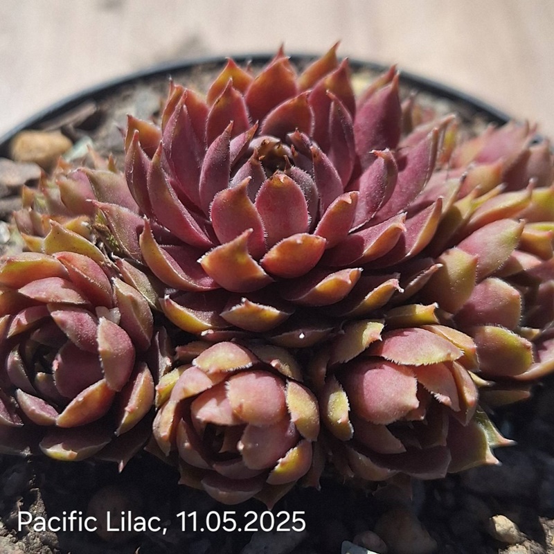 Pacific Lilac (Netzfund) Gossett