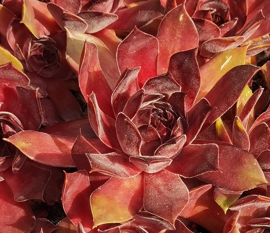 Roter Panda (NNG25)