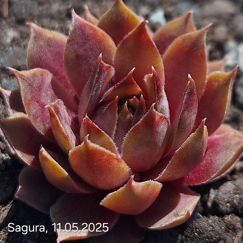 Sagura