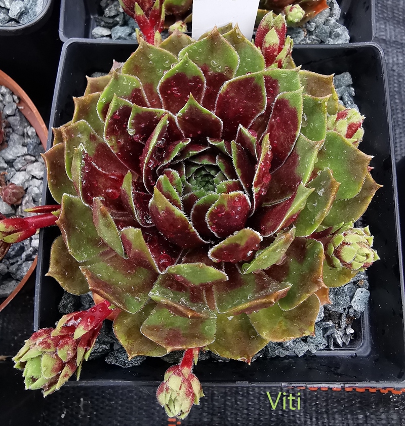 Viti