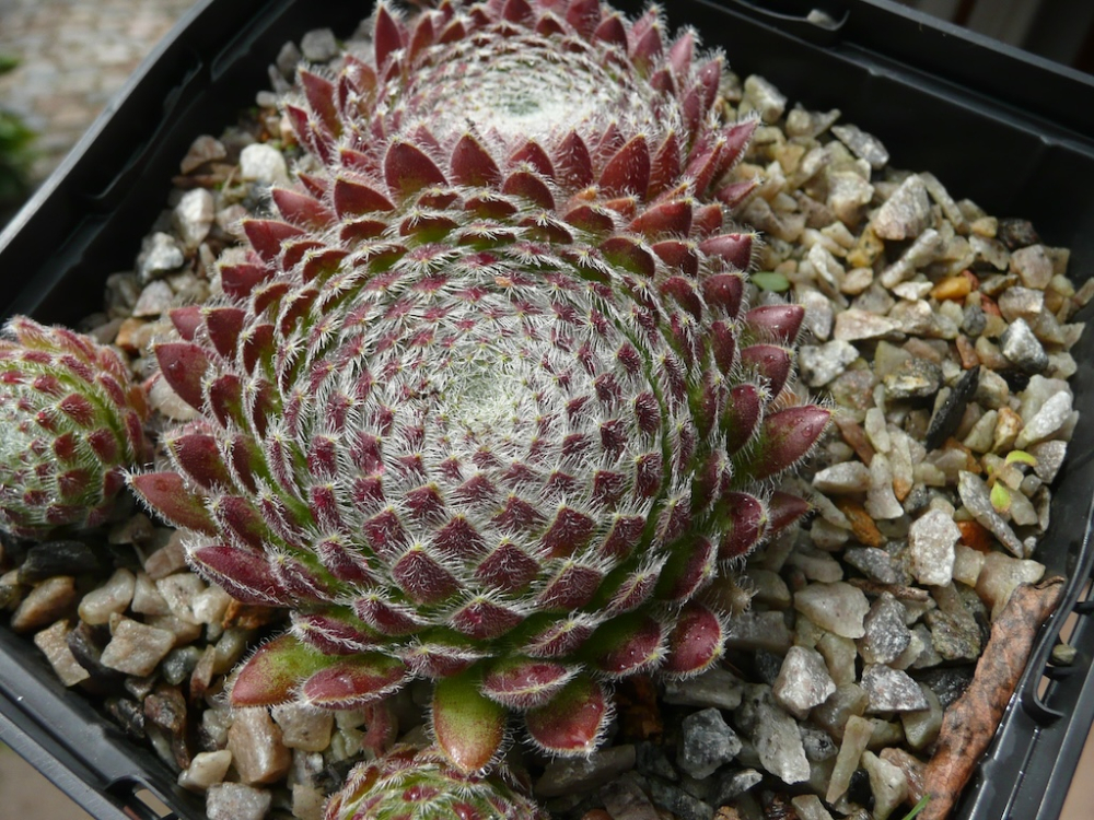 ciliosum ssp. octopodes from Mali Hat