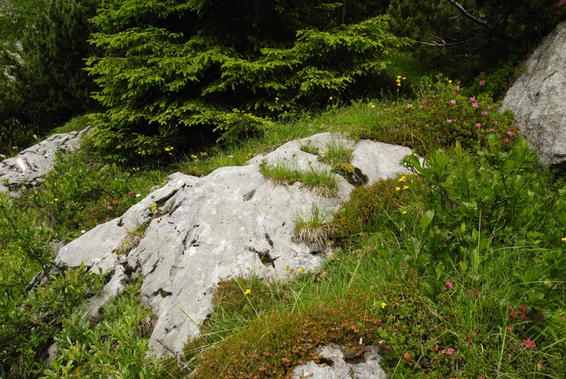 dolomiticum from Val Ombretta, W