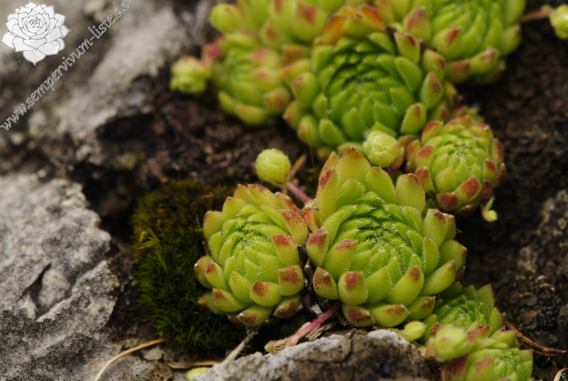 dolomiticum from Val Ombretta, W