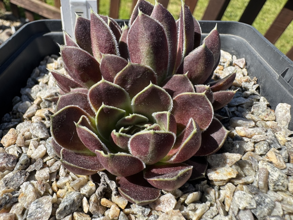 Indra / Jovi