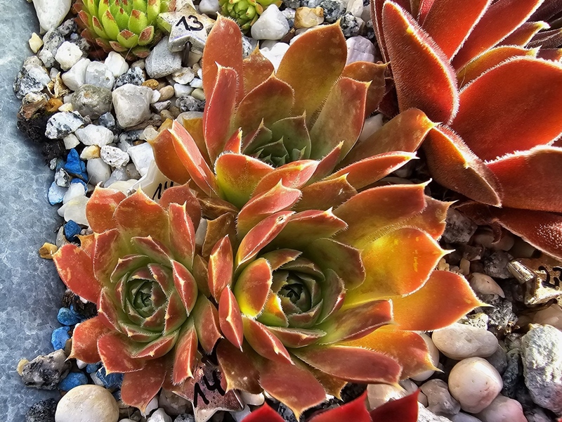 Miaplacidus