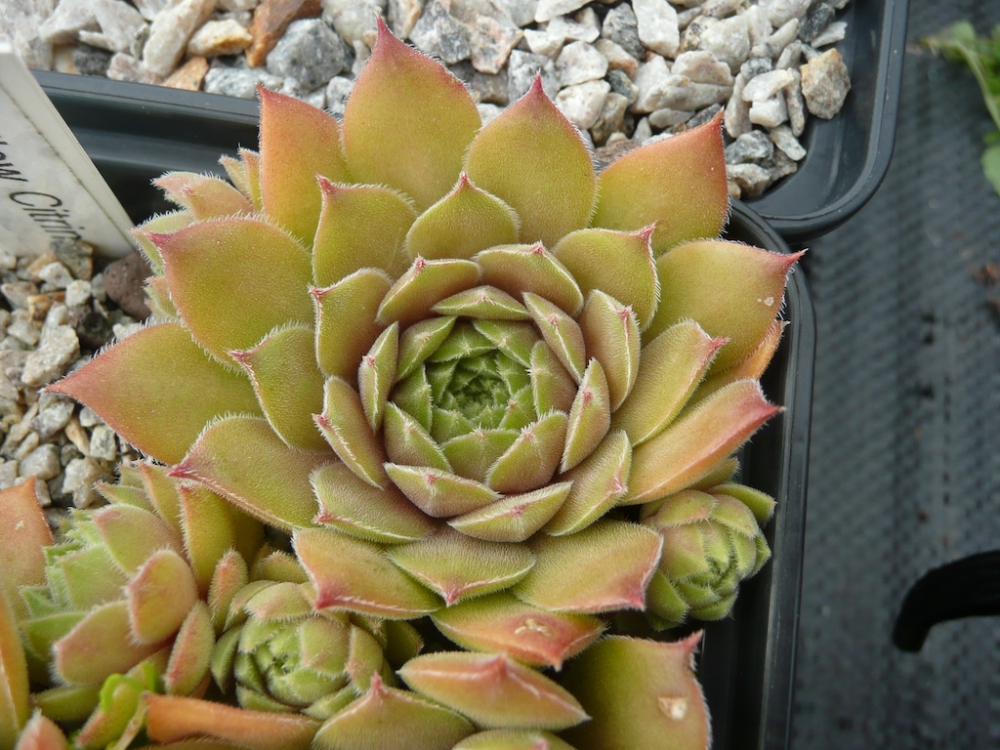 Yellow Citrin