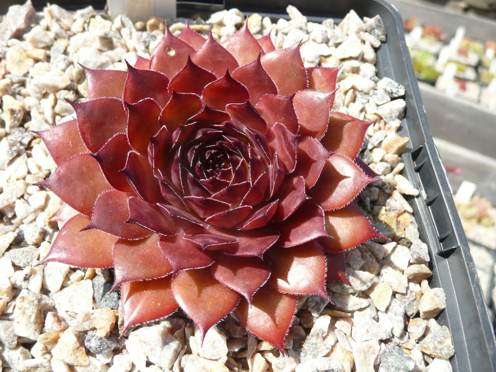 Bea