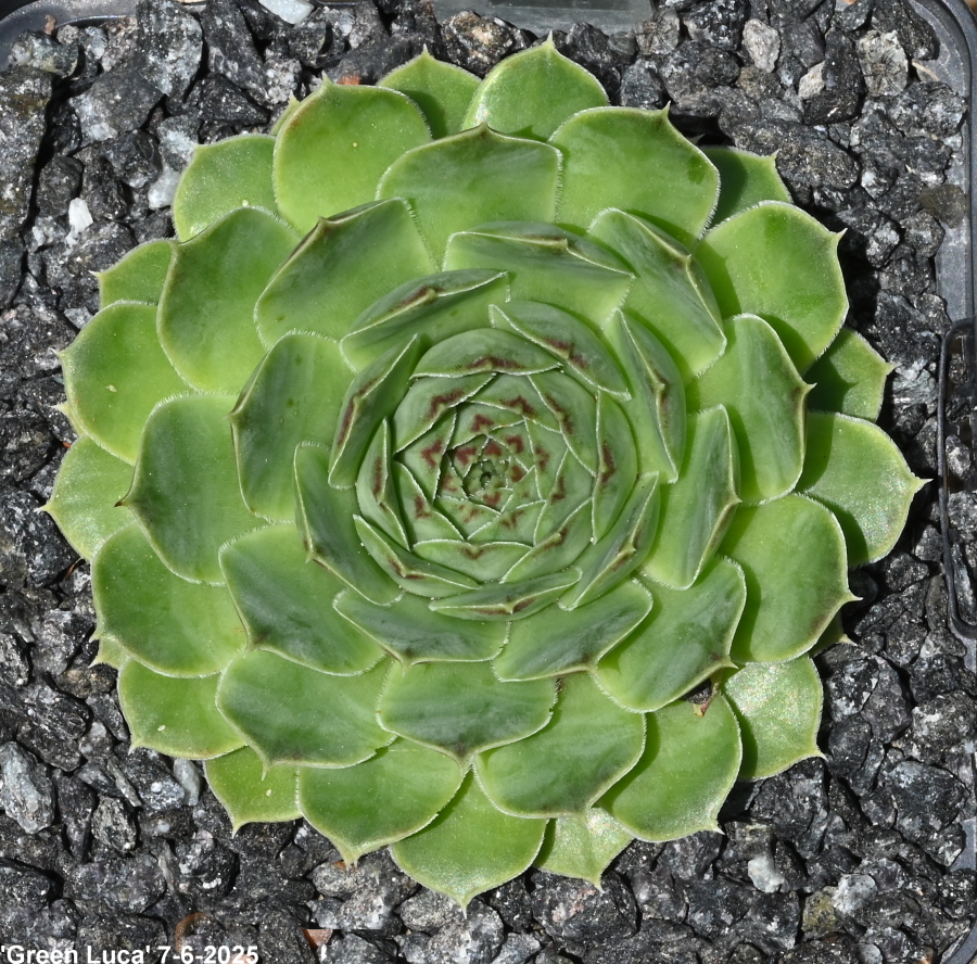 Green Luca / Jovi
