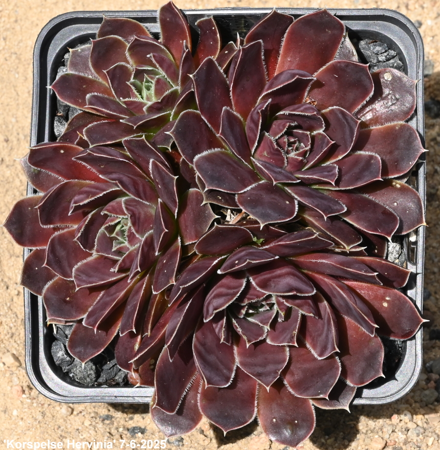 Korspelse Hervinia / Jovi