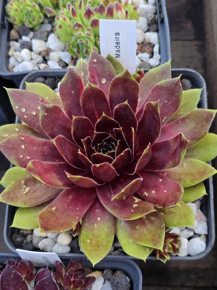Madeira