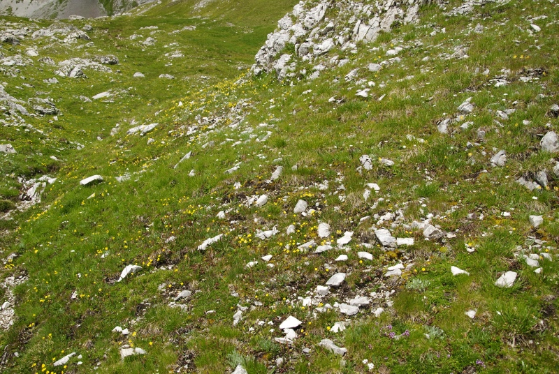 dolomiticum from Passo delle Selle