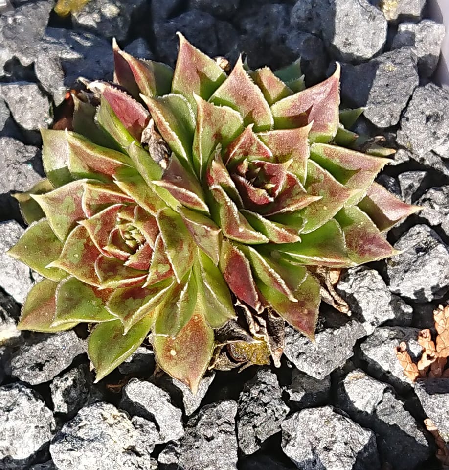 ANTISANA