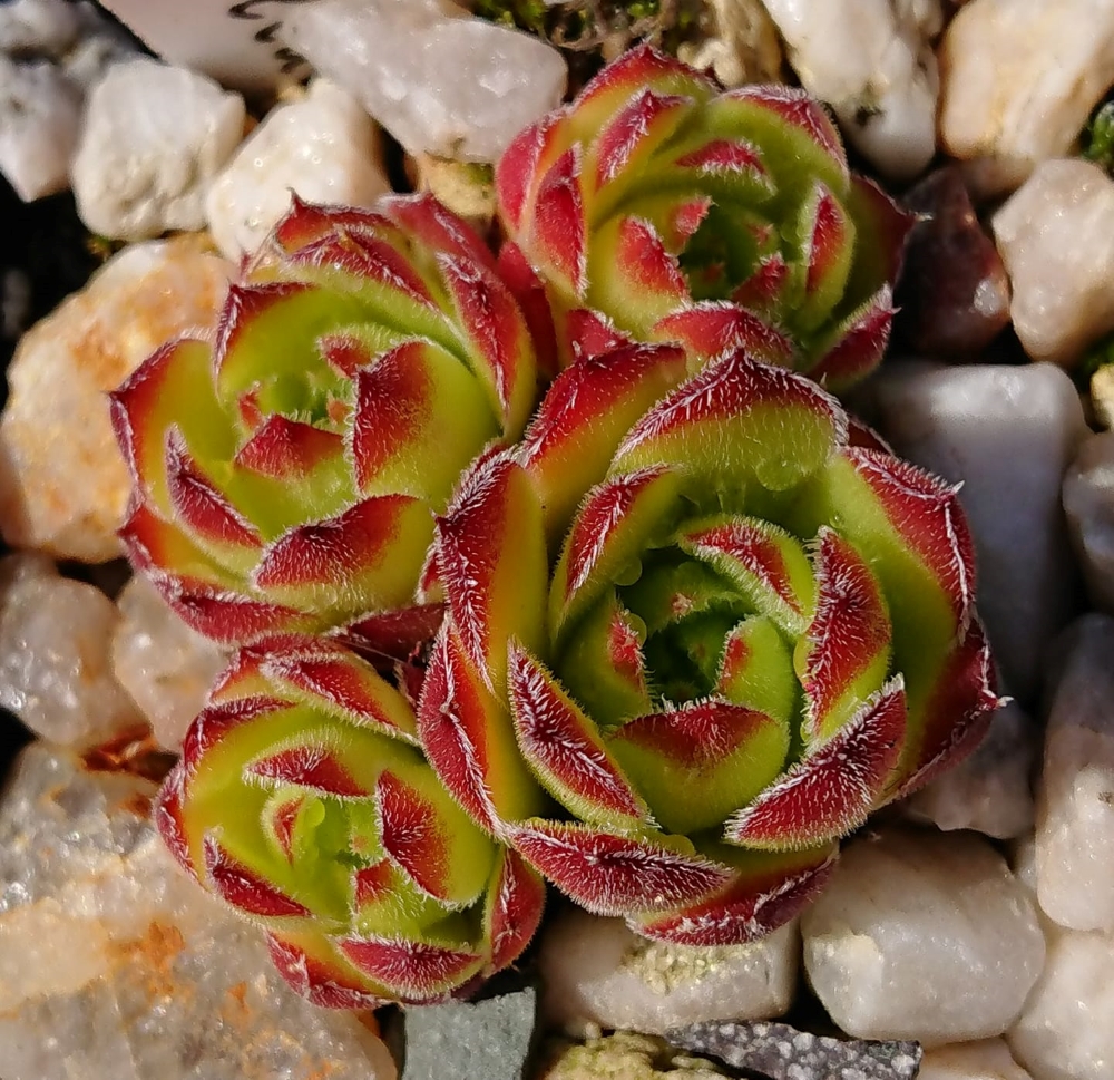 ASTELARRA