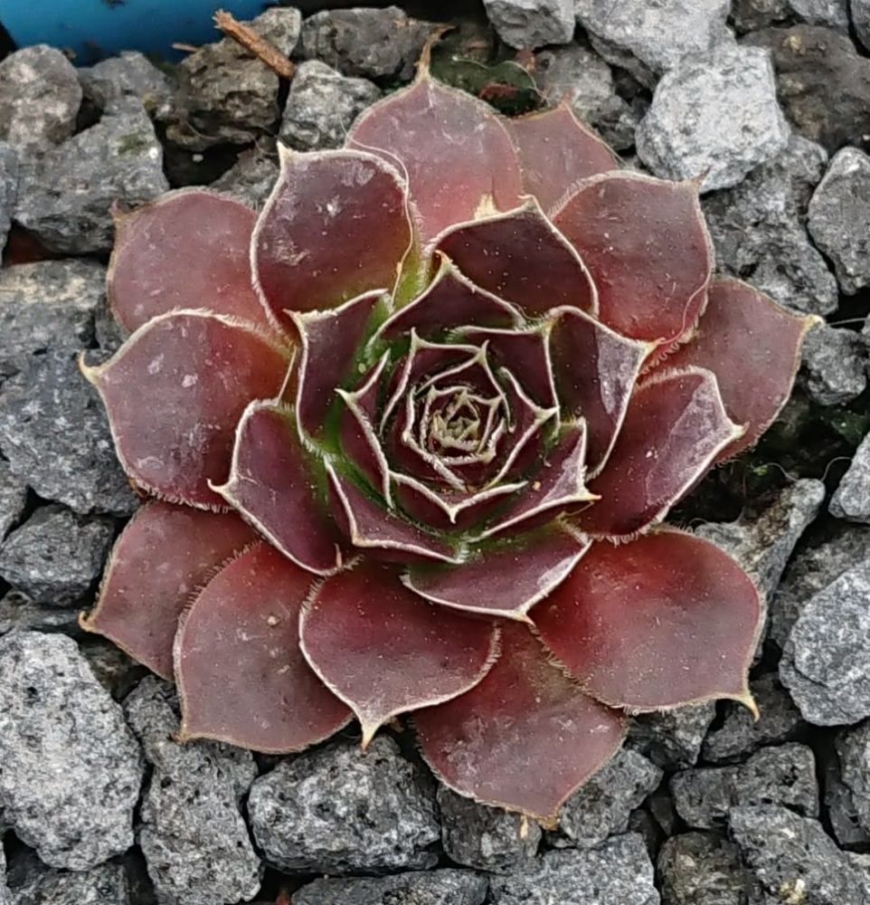 Ariellie