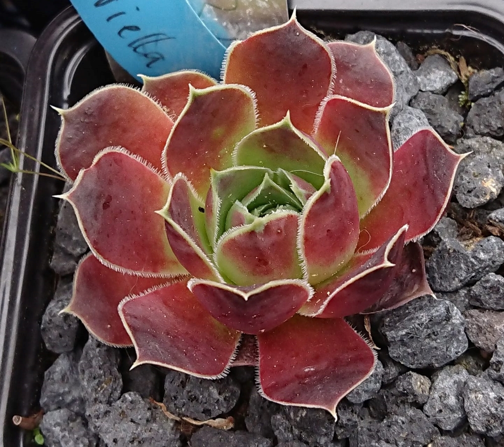 Ariellie