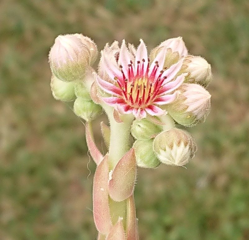 Aulis