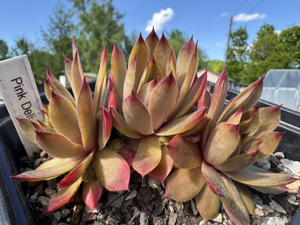 Pink Delight