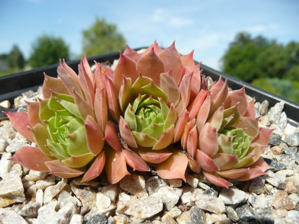  Pink Delight
