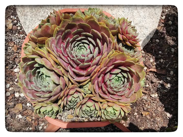 Rosenzobels Big Mama