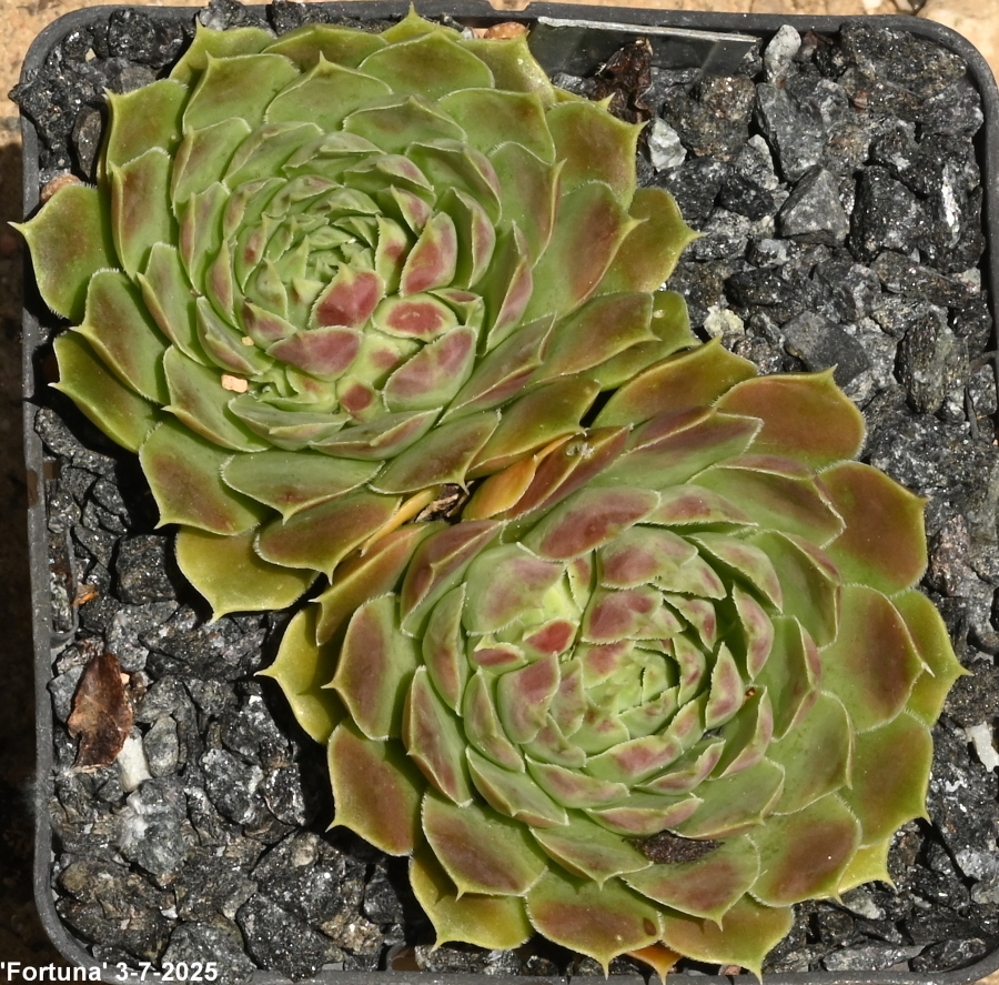 Fortuna / Jovi