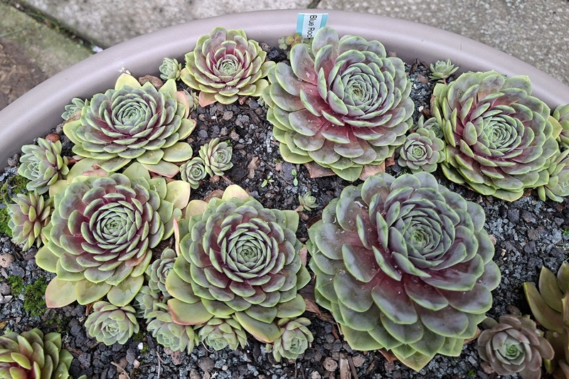 Blue Rockoon