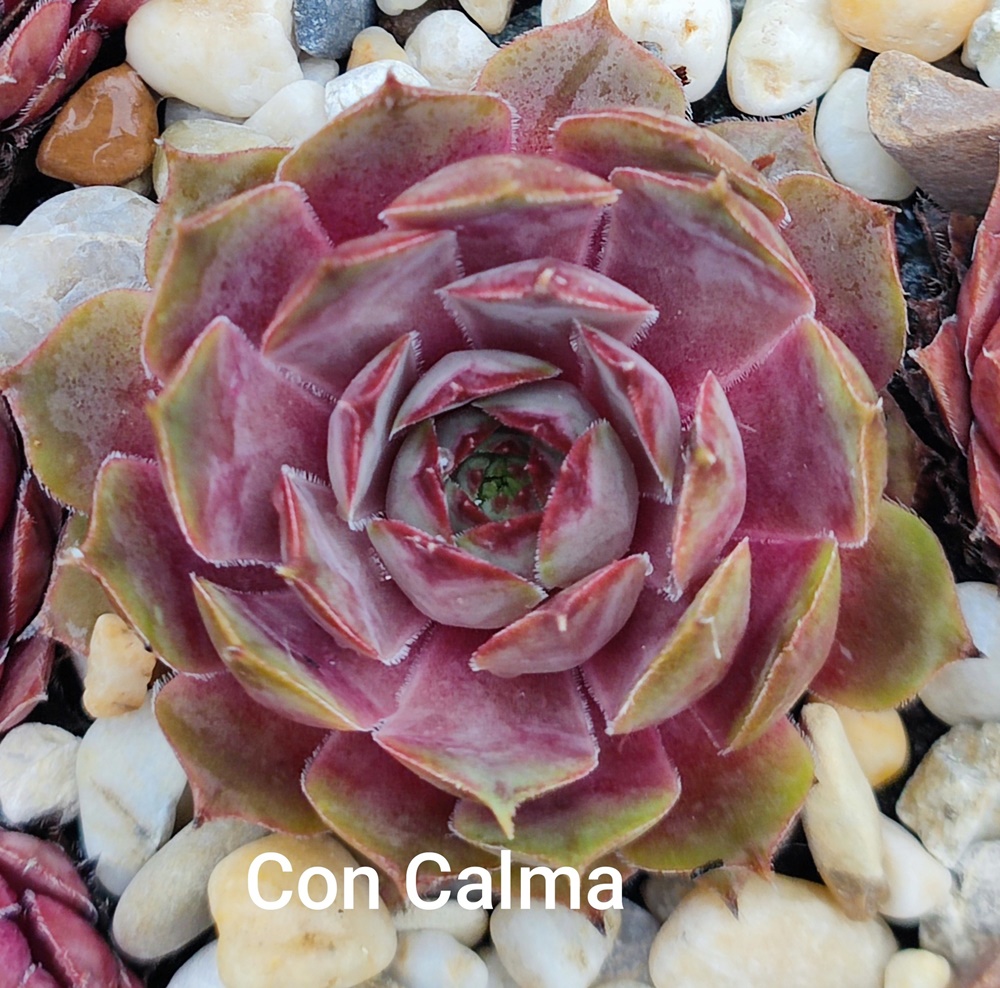 Con Calma