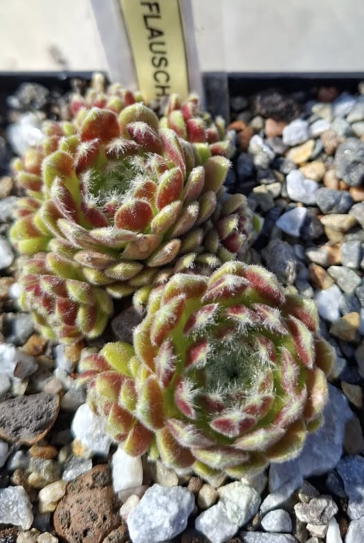 Flauschball