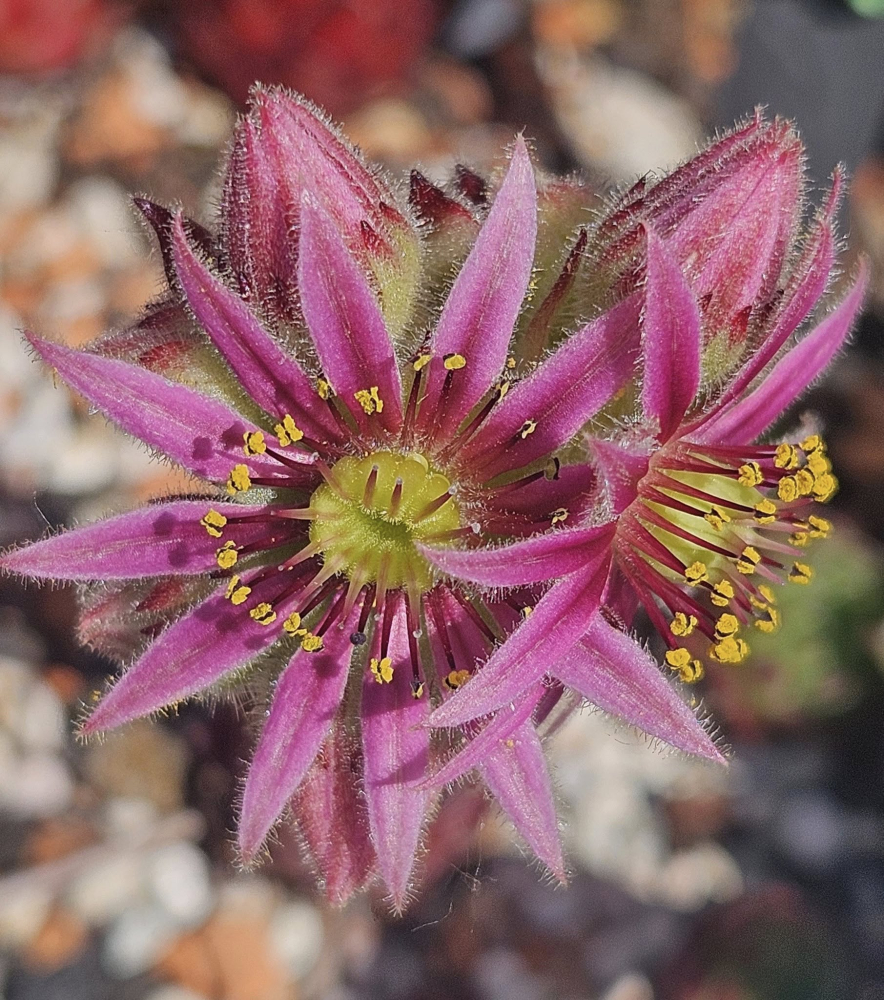 Grünfrosch_Blüte
