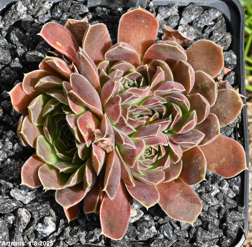 Artemis / Jovi