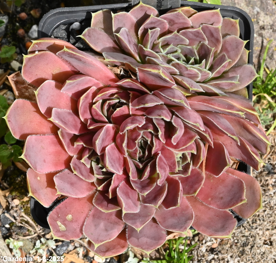 Gardenia / Jovi
