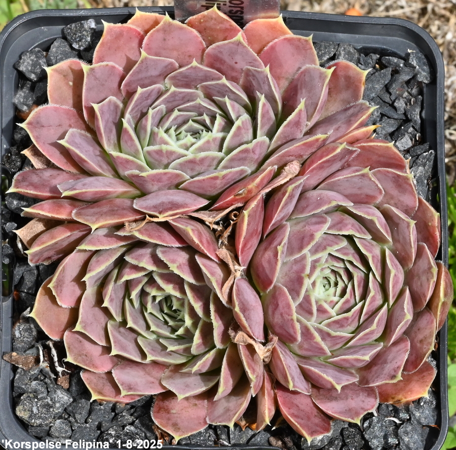 Korspelse Felipina / Jovi