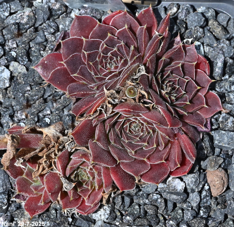 Rani / Jovi