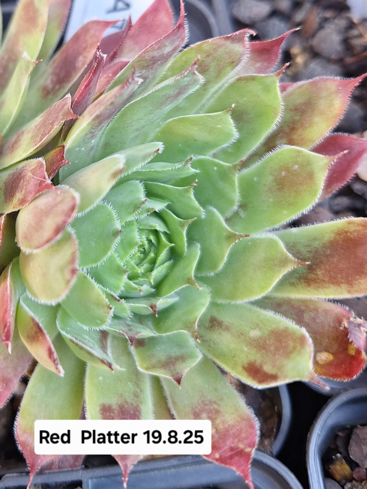Red Platter