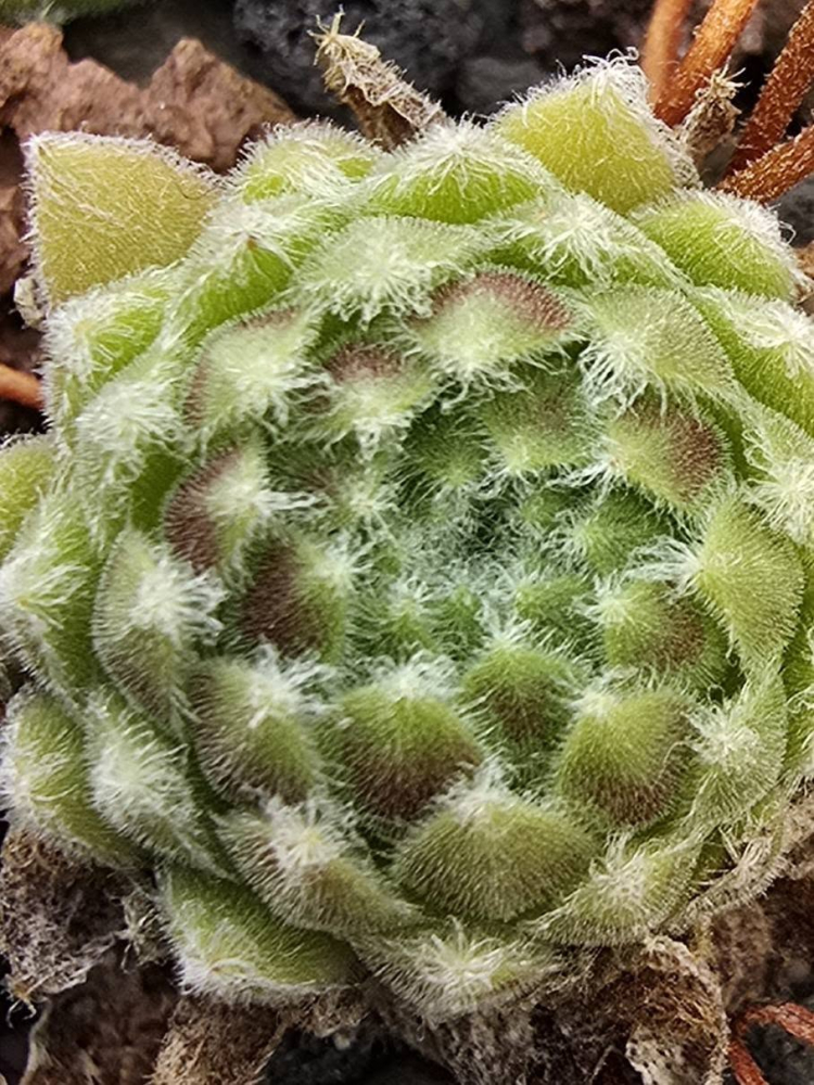 Flauschball
