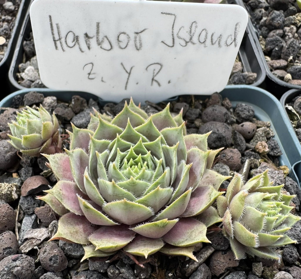 Harbour Island