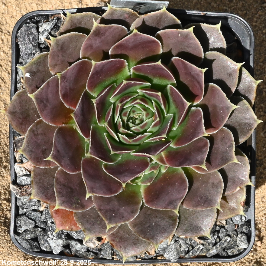 Kometenschweif / Jovi