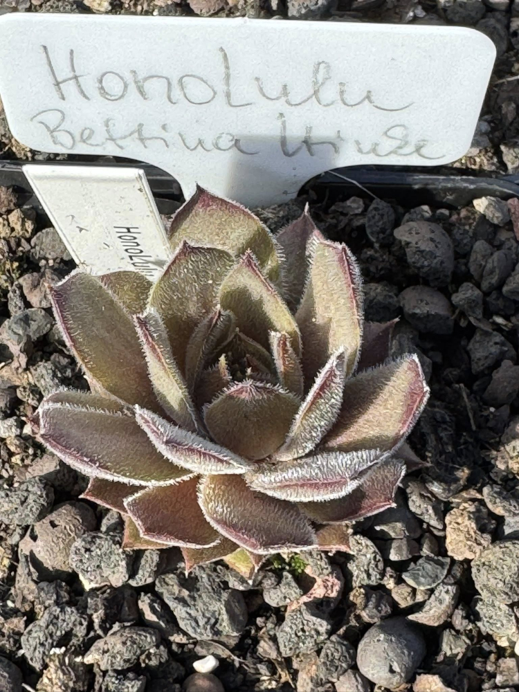 HonuLulu