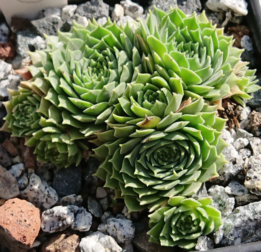 marmoreum ssp. erythraeum from Gstopanstvo