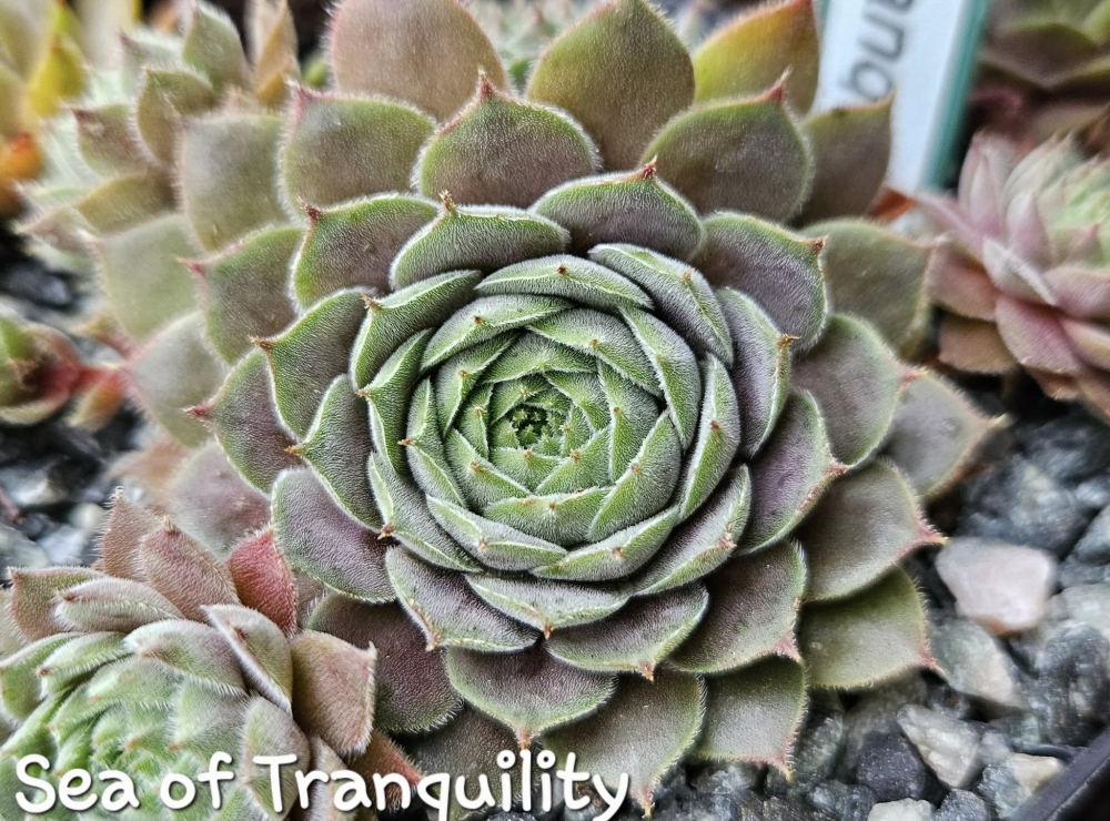 Sea of Tranquility (NG)