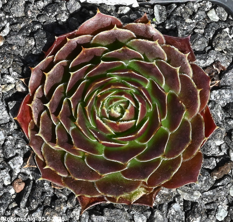 Rosenkönig / Jovi