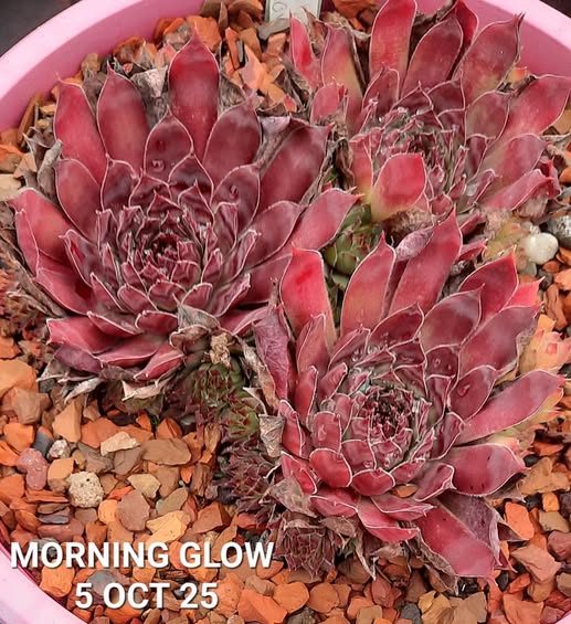 Morning Glow (NG)