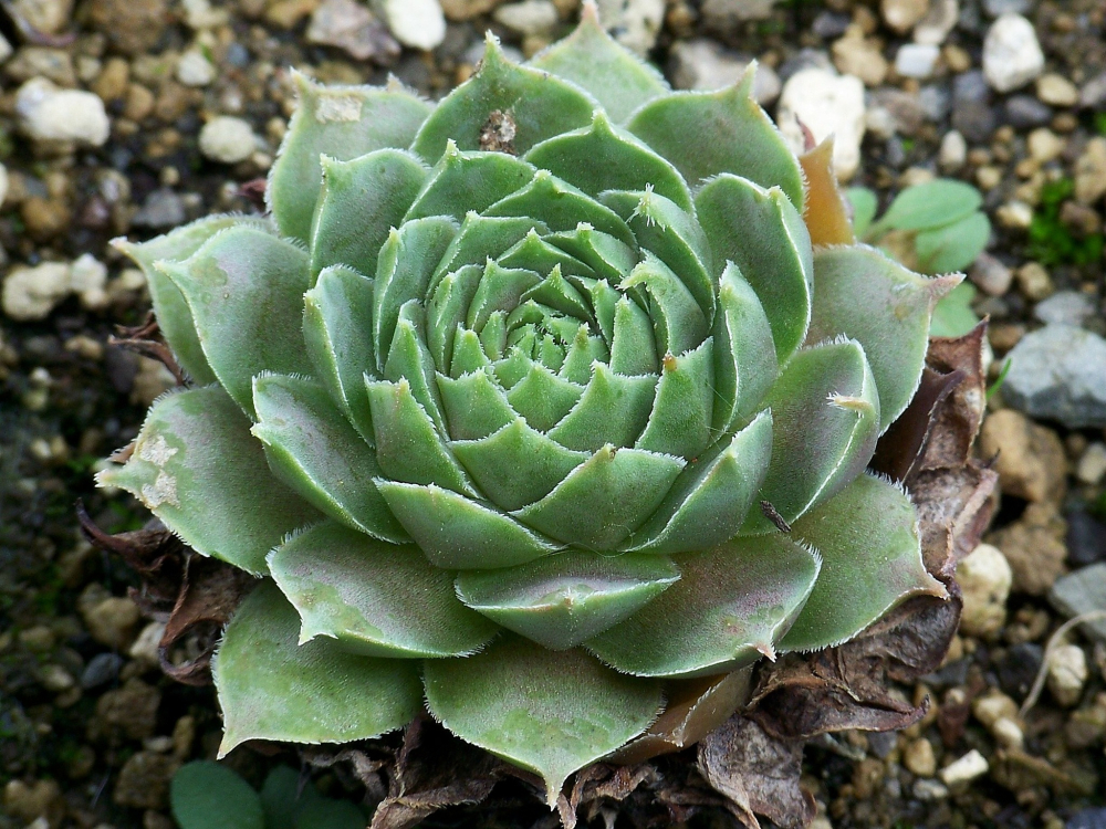 Parzival