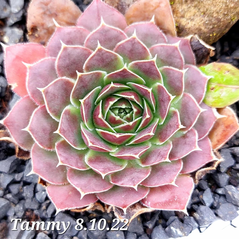 Tammy / Jovi
