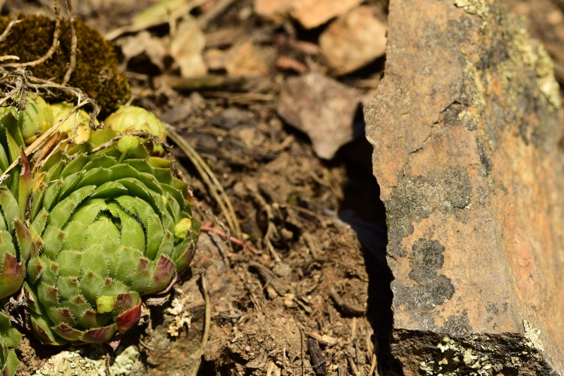 globiferum ssp. globiferum from Skryje, NO von der Brücke