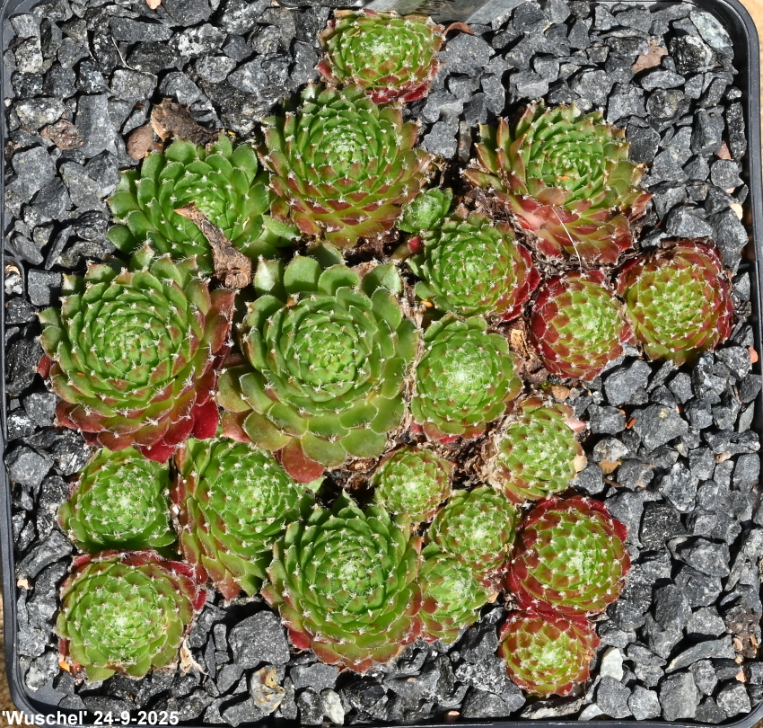 Wuschel