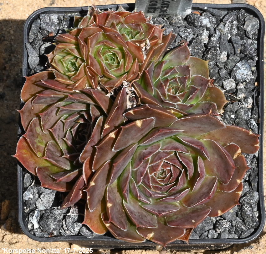 Korspelse Nonitta / Jovi