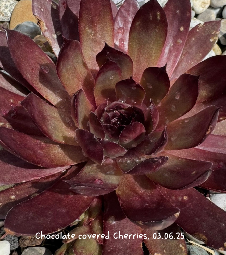 Chocolate covered Cherries