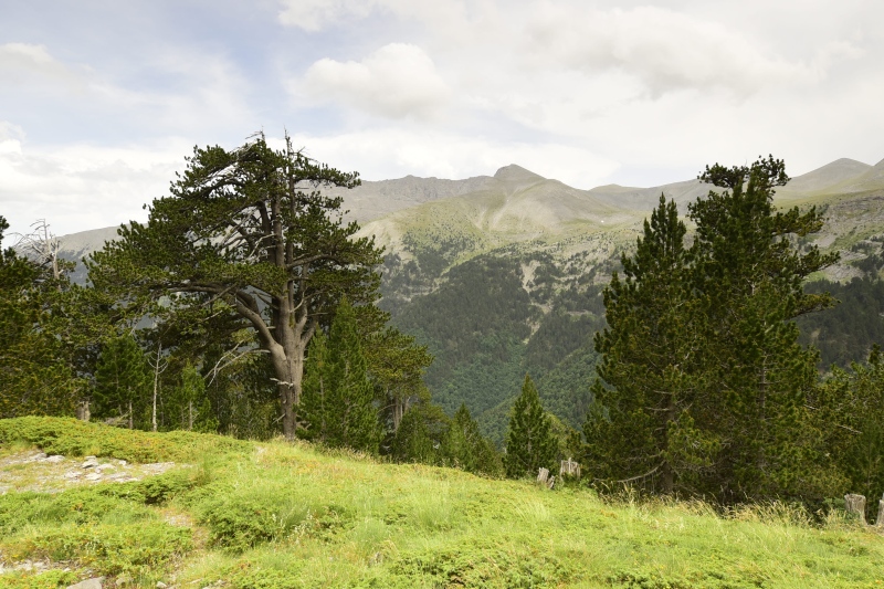 Reisebericht: Chrondromesorachi